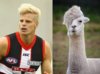 Alpaca.jpg