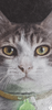 unamusedcat-closeup.png