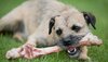 bones-safe-for-dogs-7.jpg