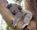 Koala.jpg