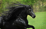 beautiful-horse-mane-black-friesian-frederik-great-6.jpg