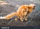 stock-photo-cat-s-feces-when-cat-diarrhea-sitting-and-pooping-outdoor-1628739523.jpg