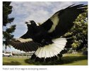 Magpie Swooping_Sept2022_20.jpg