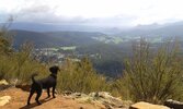 Fleabane_Overlooking valley_small.jpeg