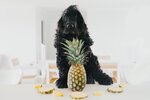 Can-Dogs-Eat-PineapplePretty-Fluffy-1.jpg