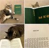 book_for_cats.jpg