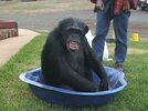 chimp pool.jpg