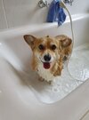 corgie.jpg