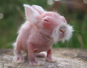 hairless-bald-animals-1.jpg