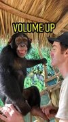chimp volume.jpg