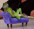 Forgive me if you have already seen a lizard reclining on a couch today. :  r/funny