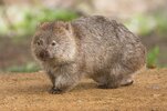 wombat.jpg