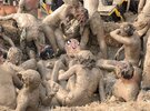 mud wrestling.jpg