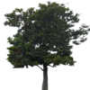 tree1.png