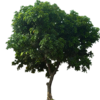 tree2.png