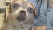 PTSD_Chihuahua_Banner (1).jpg