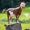 goat-man.jpg