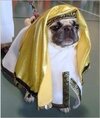 Pug arab prince. .jpeg