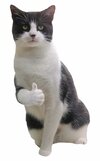 thumbs up cat.jpg