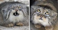 pallas-cat-manul-fb__700.jpg