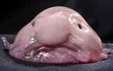 blobfish_1565953c.jpg