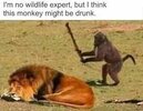 Monkey vs Lion.jpeg