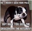 Pugsley-Wired-Dragons.jpg