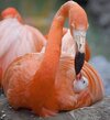 flamingo.jpeg