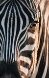 00-zebra.jpg