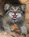 Pallas-Cat-from-Cincinnatti-Zoo.jpg