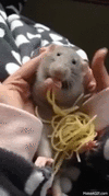 rat eating spaghetti.gif
