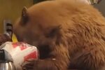 bear-eating-kfc-ae4c6efc34a9431c9a6f024e07cf06ea.jpg