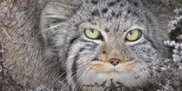 manul_ab_dauria.jpg