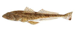 Flathead---sand.png