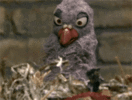 pigeon-popcorn.gif