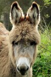donkey.jpg