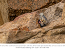 Manul___Cat_Expeditions___Ethical_Wild_Cat_Photo_Tours.png