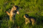 Manul_of_Mongolia_Photo_Tour___Cat_Expeditions___Ethical_Wild_Cat_Photo_Tours3.png