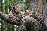 Clouded-leopard-AdobeStock_177858806-1024x683.jpg