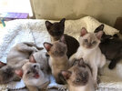 Burmese Kittens.jpeg