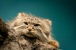 Pallas-Cat-Hubert-K-Flickr.jpg