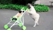 funny+pug+meme+gif+stroller+baby.gif