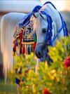 Beautiful white, grey Arabian_ Gorgeous blue bridle and decorative blanket with rainbow colore...jpg