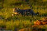 mammalwatching_com_wp-content_uploads_2023_02_Cat-Expeditions-Manul-of-Mongolia-Photo-Tour-202...png