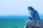 mammalwatching_com_wp-content_uploads_2023_02_Cat-Expeditions-Manul-of-Mongolia-Photo-Tour-202...png