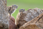 Manul_of_Mongolia_Photo_Tour___Cat_Expeditions___Ethical_Wild_Cat_Photo_Tours2.png