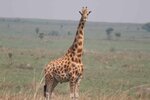 1-Kordofan-giraffe-DRC-c-African-Parks-scaled.jpg