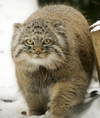 Manul.png