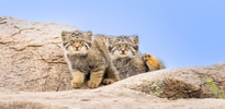 mammalwatching_com_wp-content_uploads_2023_02_Cat-Expeditions-Manul-of-Mongolia-Photo-Tour-202...png