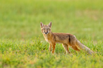 Corsac Fox.png